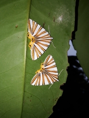 Pityeja histrionaria