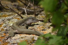 Sack's Spotted Whiptail photo 3