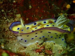 Goniobranchus kuniei