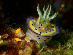 Goniobranchus kuniei