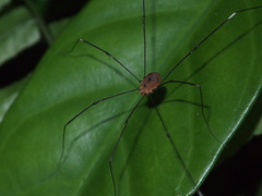 Pseudogagrella splendens