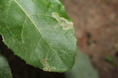 Liriomyza taraxaci