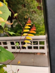 Ipomoea lobata