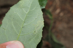Liriomyza taraxaci