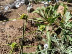 Cyperus lupulinus macilentus