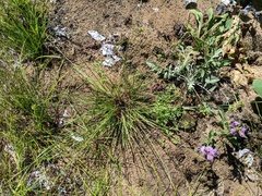 Cyperus lupulinus macilentus