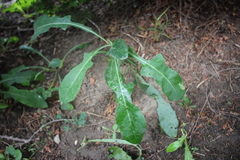 Liriomyza taraxaci
