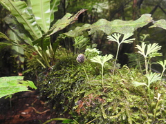 Elaphoglossum peltatum