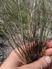Aristida basiramea