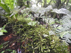 Elaphoglossum peltatum