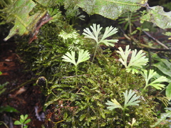 Elaphoglossum peltatum