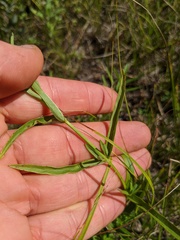 Stachys hyssopifolia