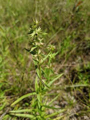 Stachys hyssopifolia
