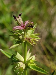 Stachys hyssopifolia
