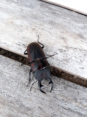 Aegognathus leuthneri