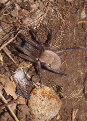 Uliodon albopunctatus