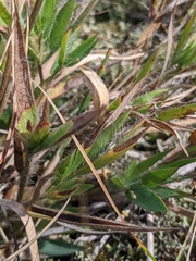 Dichanthelium meridionale