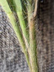 Dichanthelium meridionale