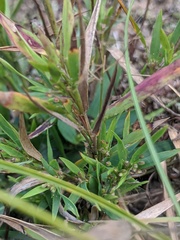 Dichanthelium meridionale