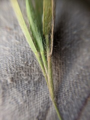 Dichanthelium meridionale