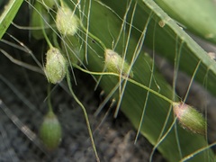 Dichanthelium meridionale