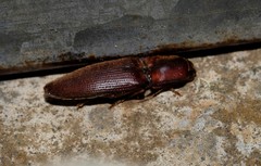 Conoderus basalis