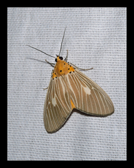 Asota producta