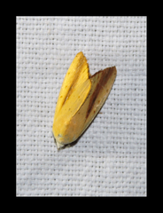 Xanthodes intersepta