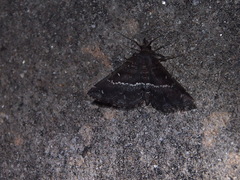 Adrapsa mediana