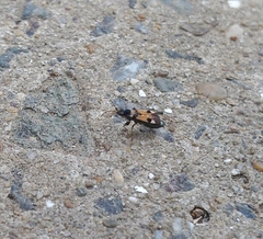 Beosus quadripunctatus