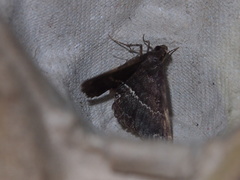 Adrapsa mediana