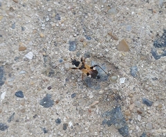 Beosus quadripunctatus