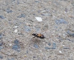 Beosus quadripunctatus