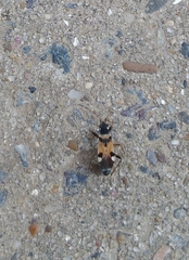 Beosus quadripunctatus