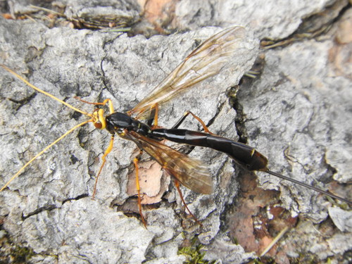 Black Giant Ichneumonid Wasp photo 4