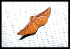Thyrididae