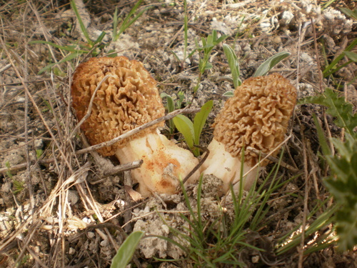Steppe Morel