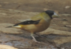 Coccothraustes abeillei