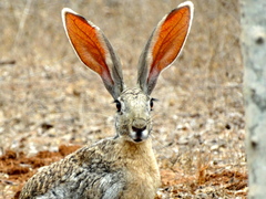 Lepus alleni