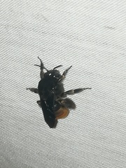 Xenoglossa gabbii