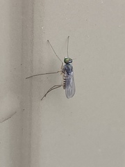 Dactylomyia lateralis