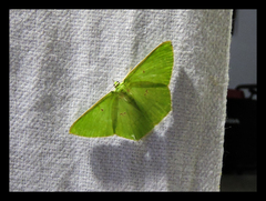 Lepidoptera
