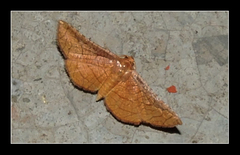 Thyrididae