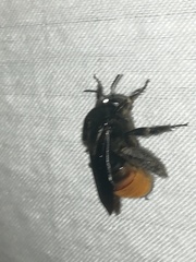 Xenoglossa gabbii