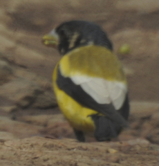 Coccothraustes abeillei