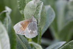 Coenonympha tullia