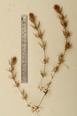 Chara hornemannii