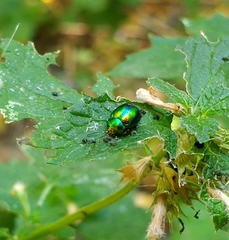 Chrysolina herbacea