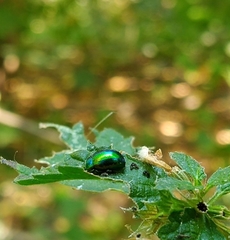Chrysolina herbacea
