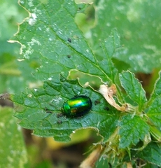 Chrysolina herbacea
